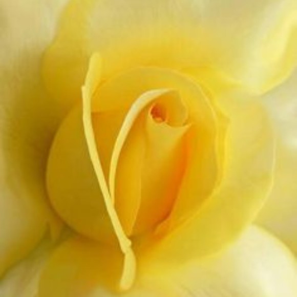 Meet your Posher, J - Picture 1 of 1